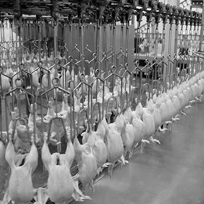 Poultry Slaughterhouse and Processing Facilities